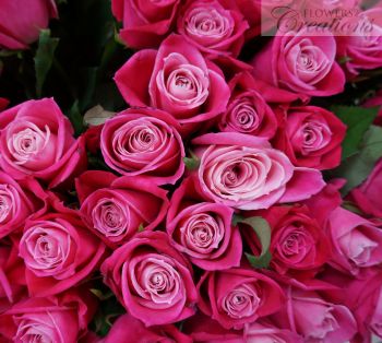 Pink Roses Delivered